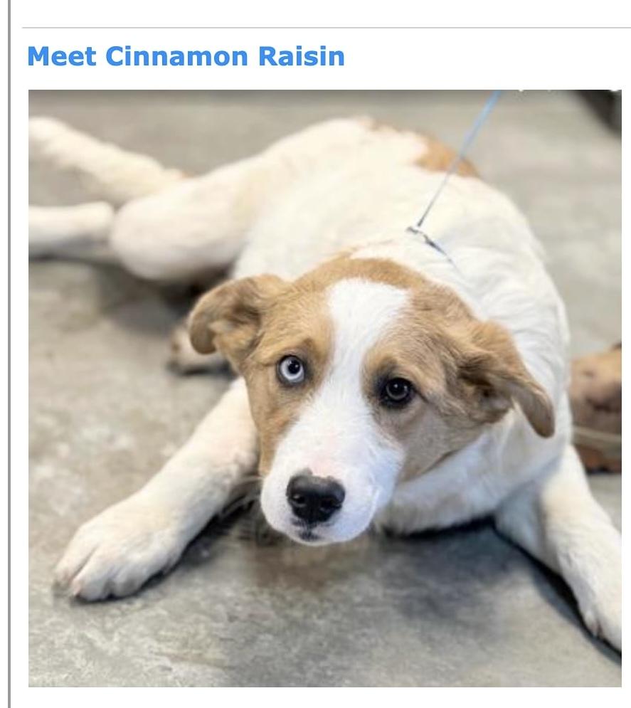 Cinnamon, adopted, Young Female Australian Shepherd & Great Pyrenees.