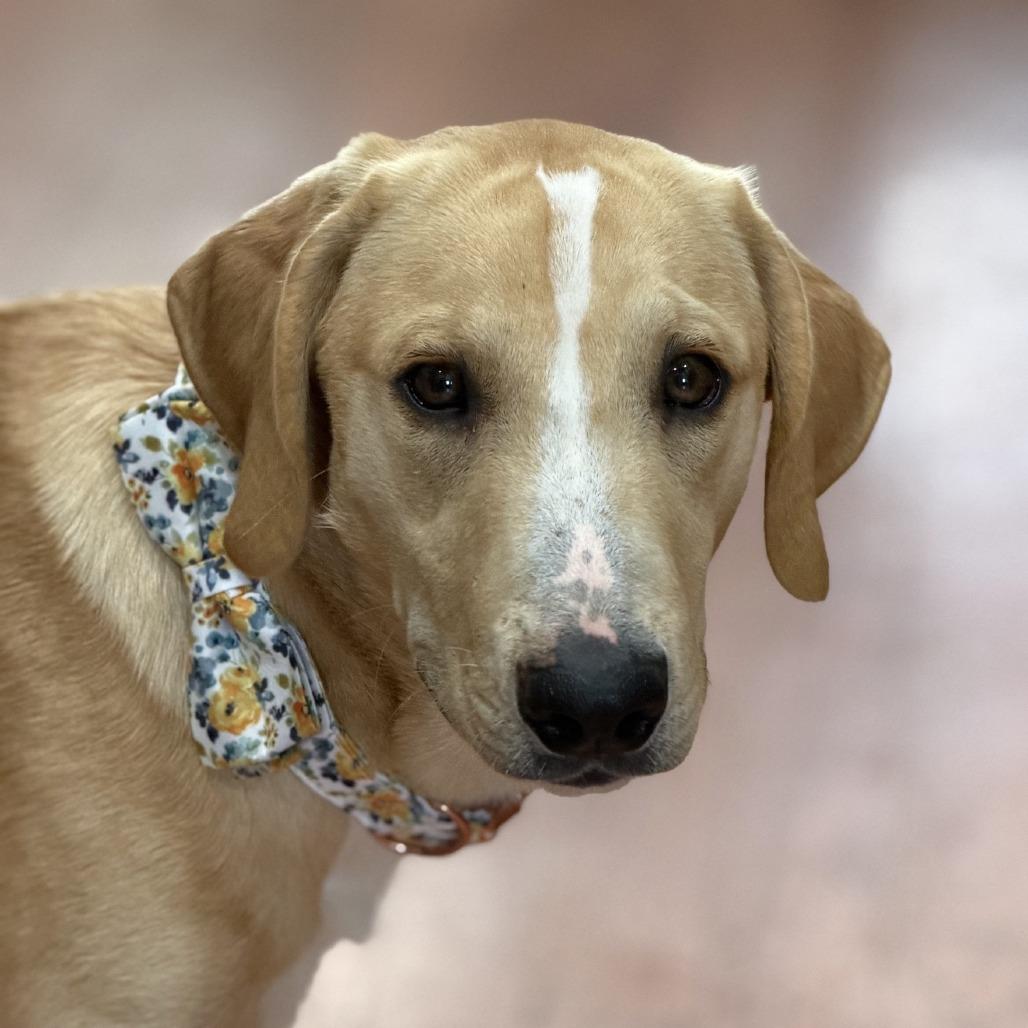 Josh, Adoptable, Adult Male Coonhound & Yellow Labrador Retriever.
