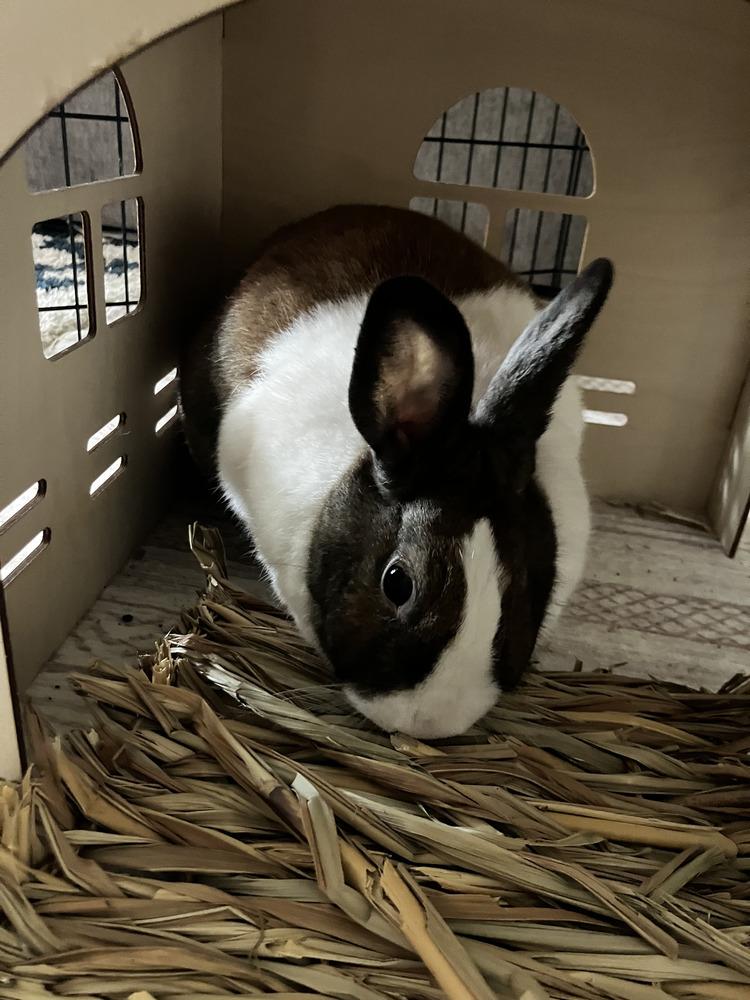 Enlarge Duchess, a Adoptable Dutch in Melbourne, FL image 1/6