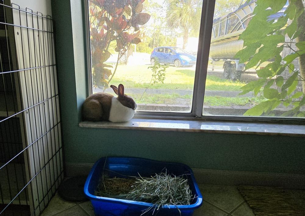 Enlarge Duchess, a Adoptable Dutch in Melbourne, FL image 2/6