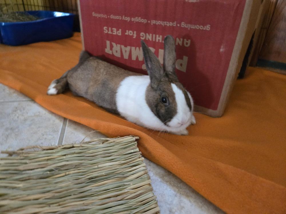 Enlarge Duchess, a Adoptable Dutch in Melbourne, FL image 3/6