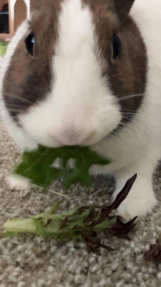 Enlarge Duchess, a Adoptable Dutch in Melbourne, FL image 4/6