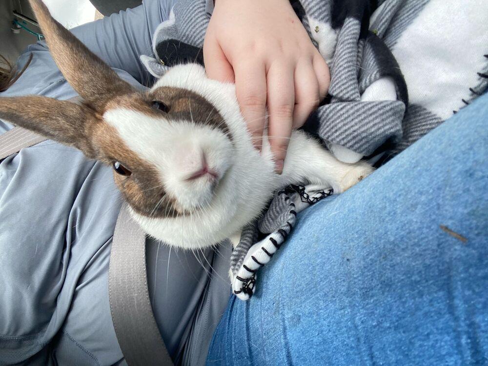 Enlarge Duchess, a Adoptable Dutch in Melbourne, FL image 5/6