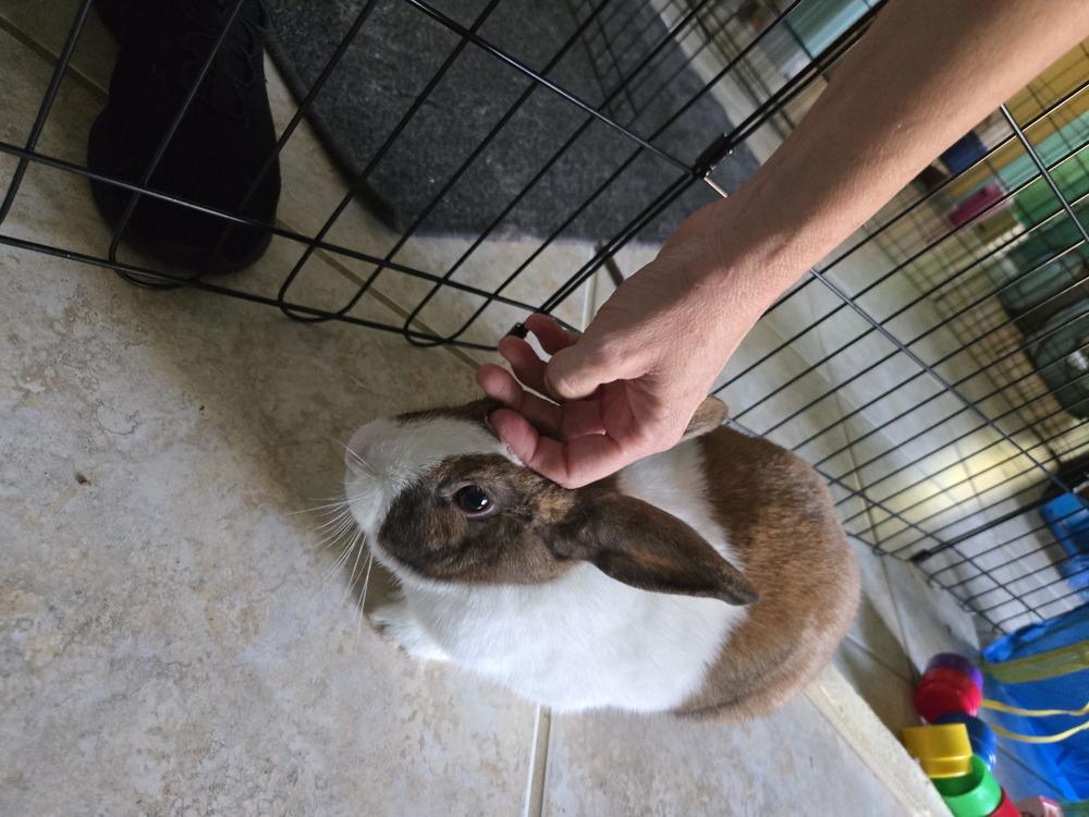 Enlarge Duchess, a Adoptable Dutch in Melbourne, FL image 6/6