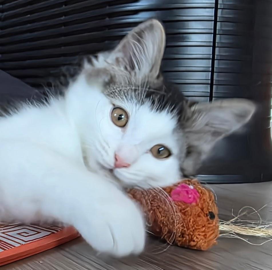 Daenerys, ADOPTABLE, Young Female Tabby.