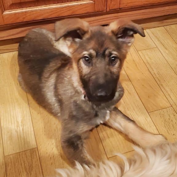Enlarge Klaus - ADOPTION PENDING, an adopted German Shepherd Dog in Fowlerville, MI image 2/2