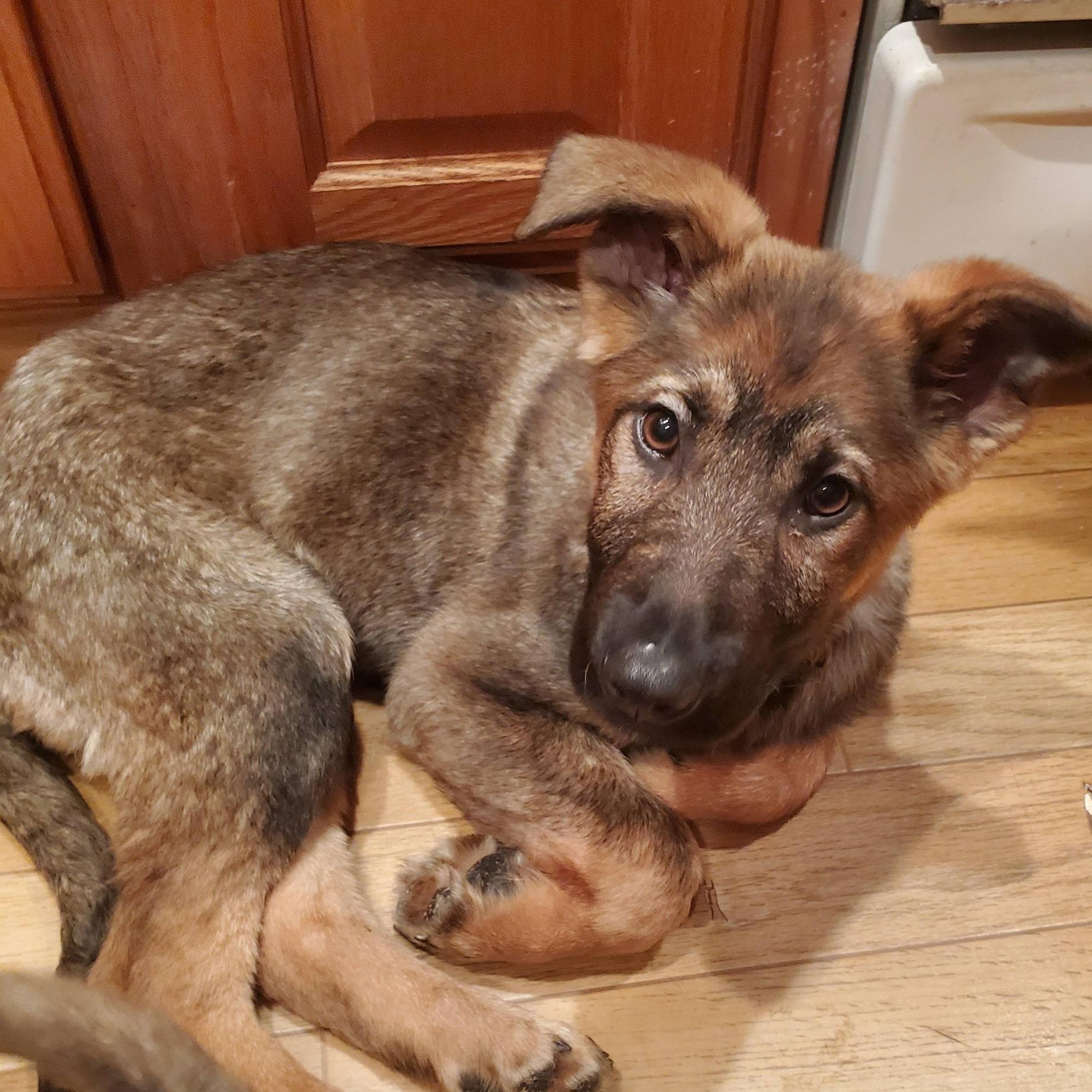 Enlarge Klaus - ADOPTION PENDING, an adopted German Shepherd Dog in Fowlerville, MI image 1/2