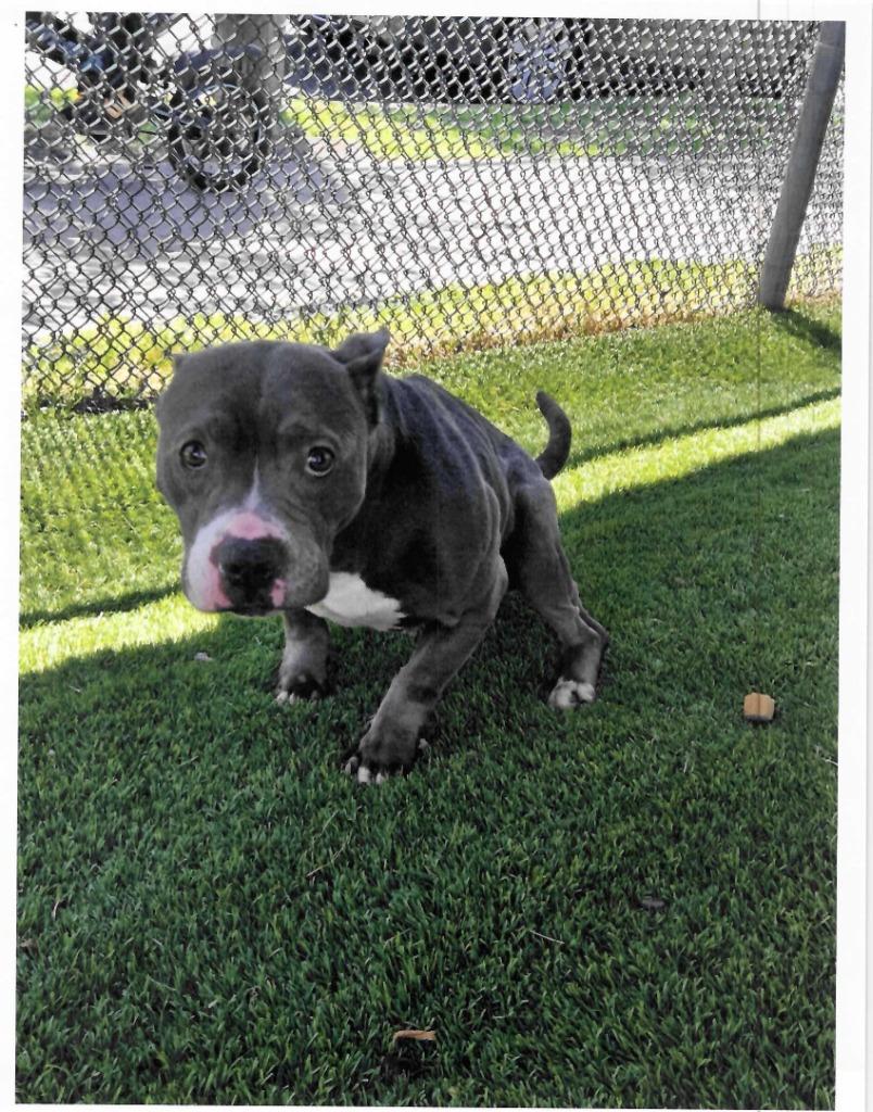 Enlarge Stacy, an adopted Pit Bull Terrier in Trenton, NJ image 2/3