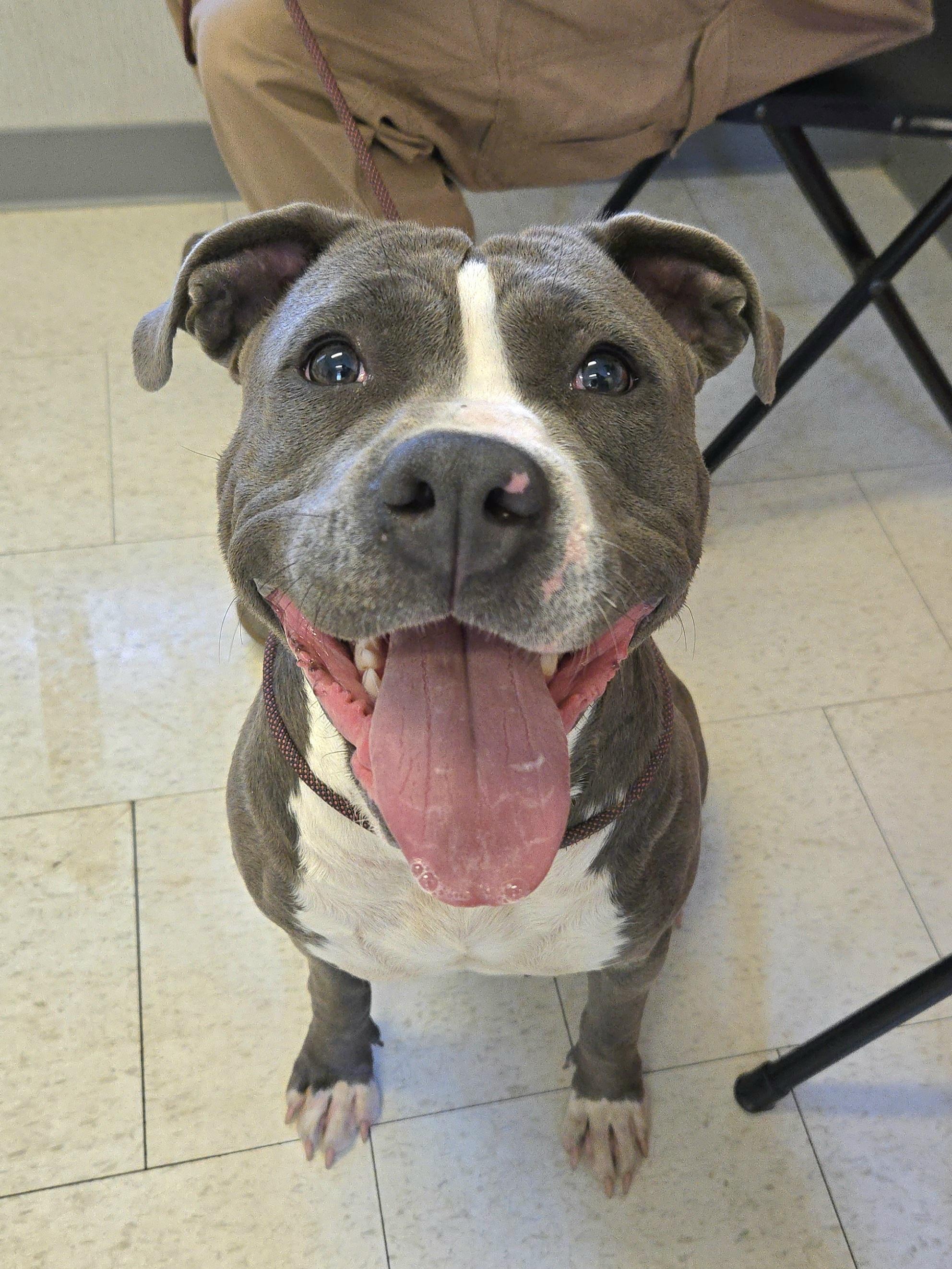 Enlarge Stacy, an adopted Pit Bull Terrier in Trenton, NJ image 3/3