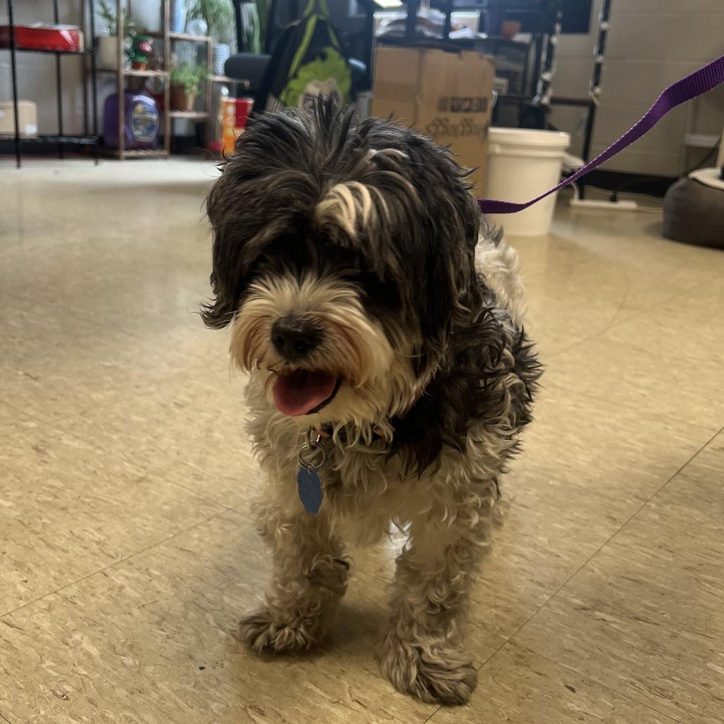 Enlarge Koko, a Adoptable Shih Tzu in East Saint Louis, IL image 1/3