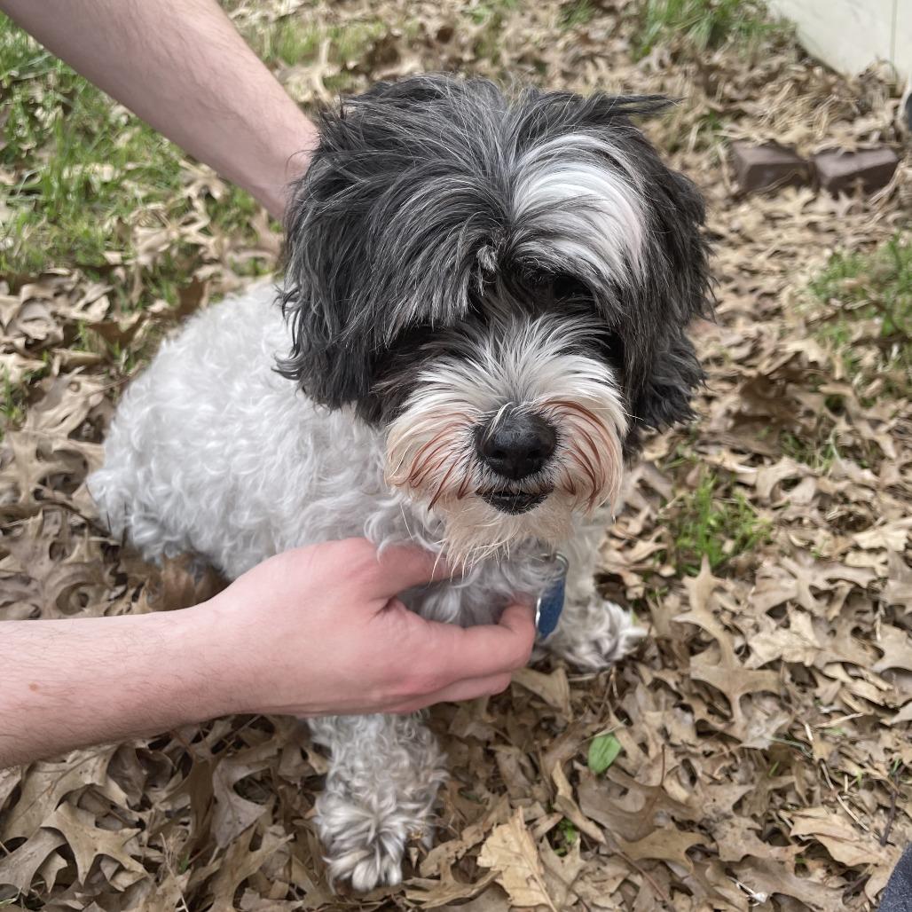 Enlarge Koko, a Adoptable Shih Tzu in East Saint Louis, IL image 2/3