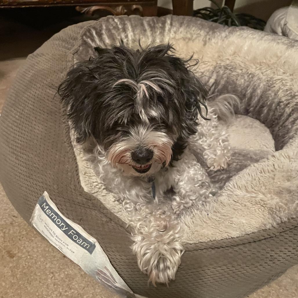 Enlarge Koko, a Adoptable Shih Tzu in East Saint Louis, IL image 3/3