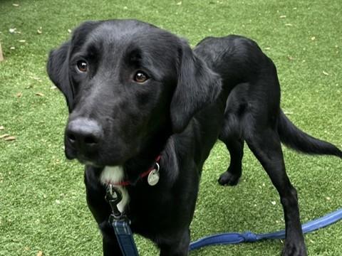 Enlarge ROCCO, a Adoptable Labrador Retriever in Palo Alto, CA image 1/1