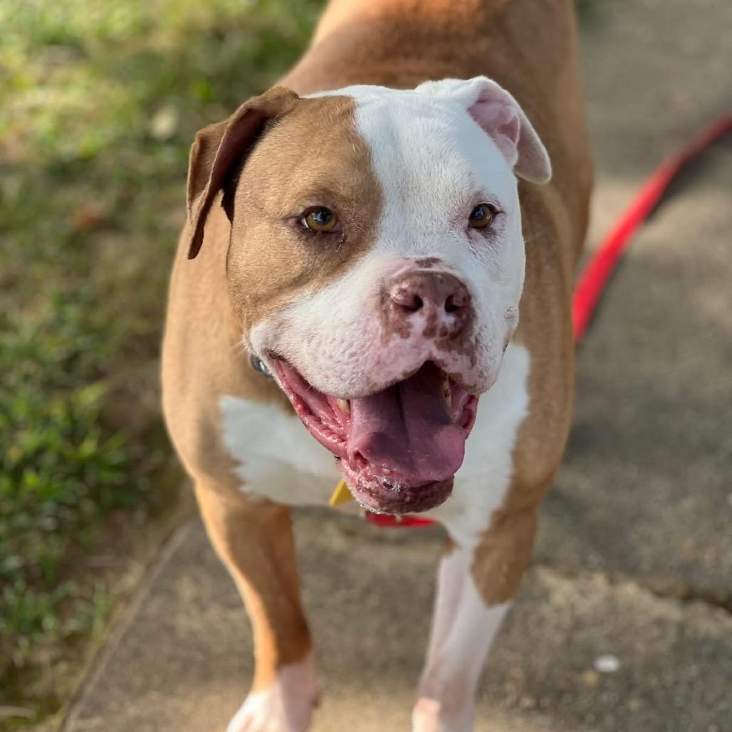 Luther, Adoptable, Senior Male Boxer & Mixed Breed.