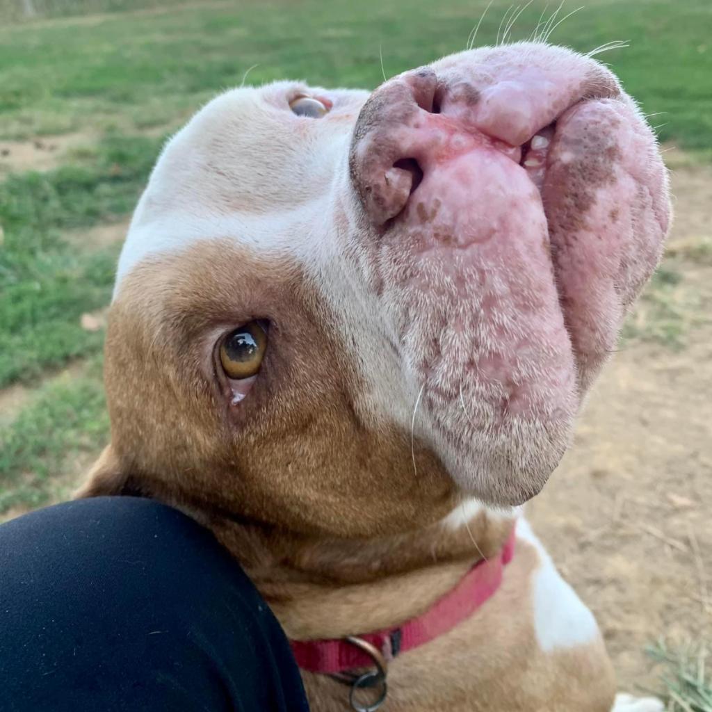 Enlarge Luther, a Adoptable mixed breed in Mount Vernon, IN image 2/2
