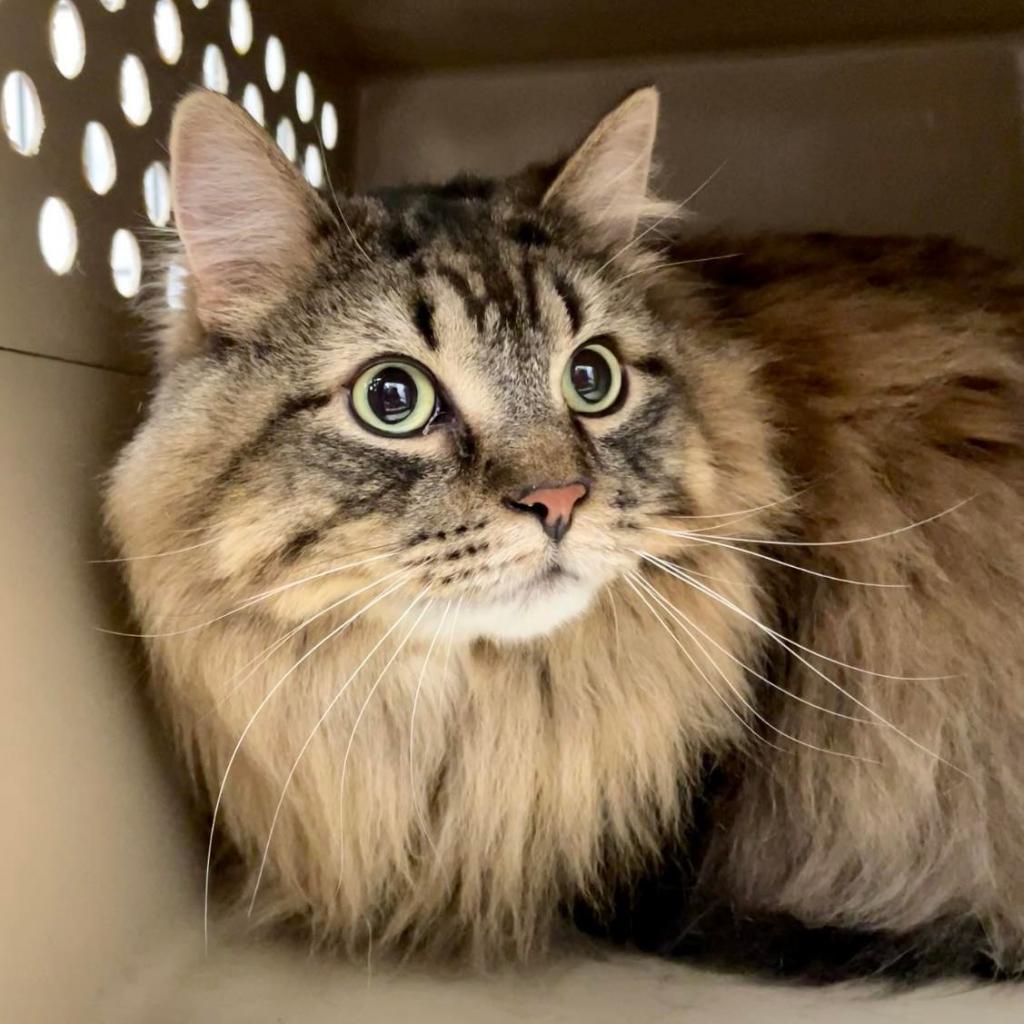 Memphis - Bonded to Madison, Adoptable, Senior Male Domestic Long Hair.