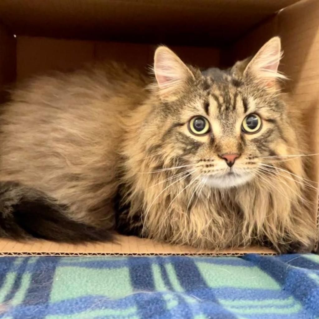 Memphis - Bonded to Madison, a Adoptable Domestic Long Hair in Middleton, WI image 2/6