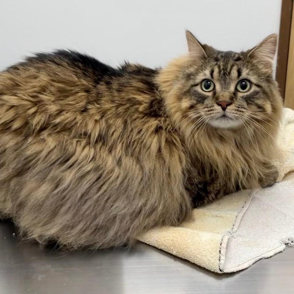 Memphis - Bonded to Madison, a Adoptable Domestic Long Hair in Middleton, WI image 3/6