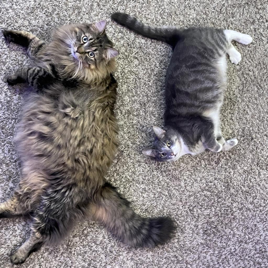 Memphis - Bonded to Madison, a Adoptable Domestic Long Hair in Middleton, WI image 4/6