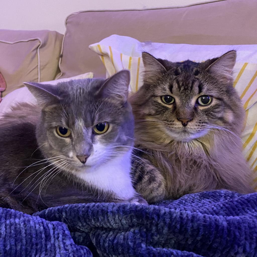 Memphis - Bonded to Madison, a Adoptable Domestic Long Hair in Middleton, WI image 5/6