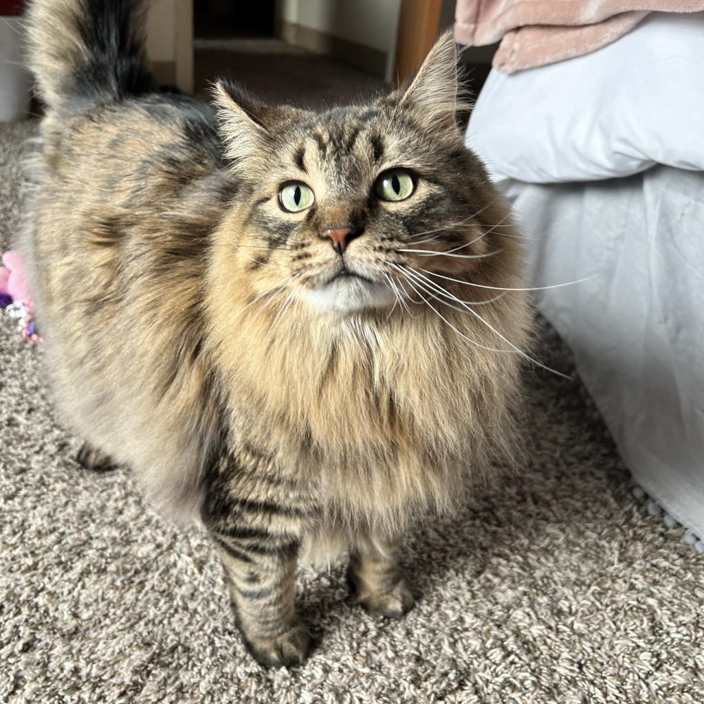 Memphis - Bonded to Madison, a Adoptable Domestic Long Hair in Middleton, WI image 6/6