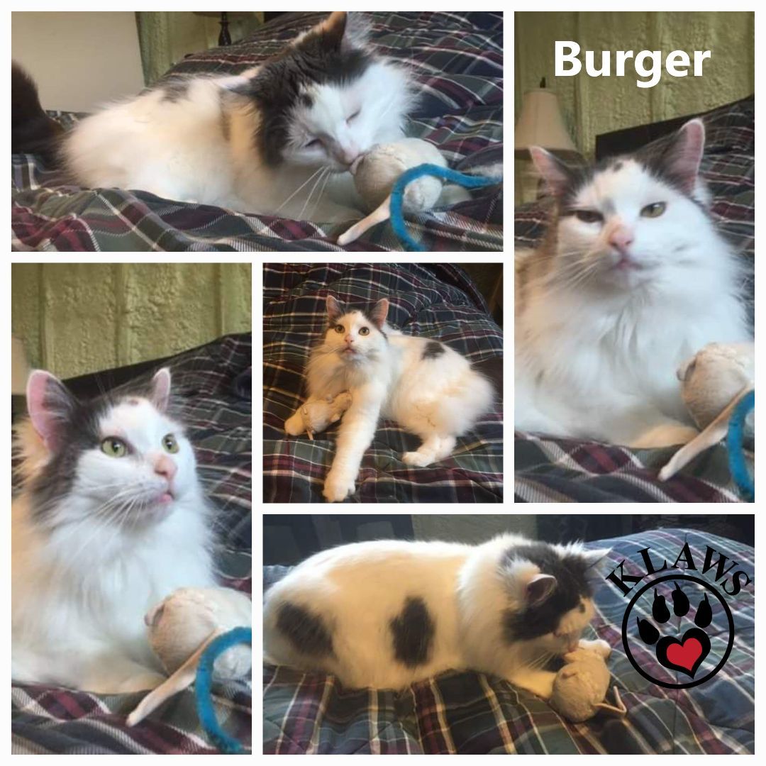 Enlarge Burger, a Adoptable Domestic Long Hair in Lindsay, ON image 6/6