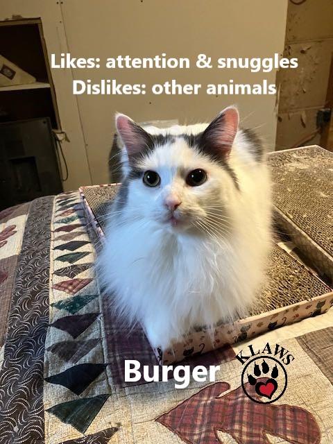 Enlarge Burger, a Adoptable Domestic Long Hair in Lindsay, ON image 4/6