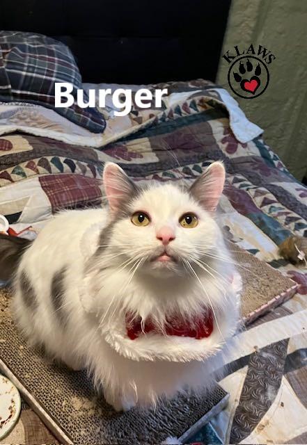 Burger, an adoptable Domestic Long Hair in Lindsay, ON, K9V 2Z0 | Photo Image 4