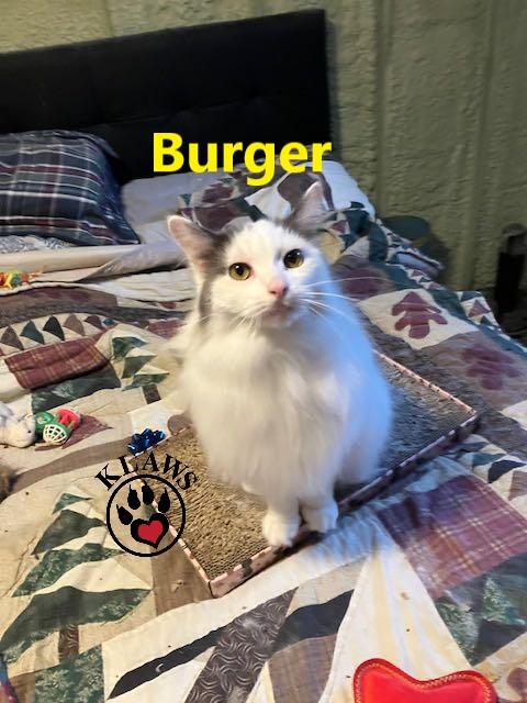 Enlarge Burger, a Adoptable Domestic Long Hair in Lindsay, ON image 5/6