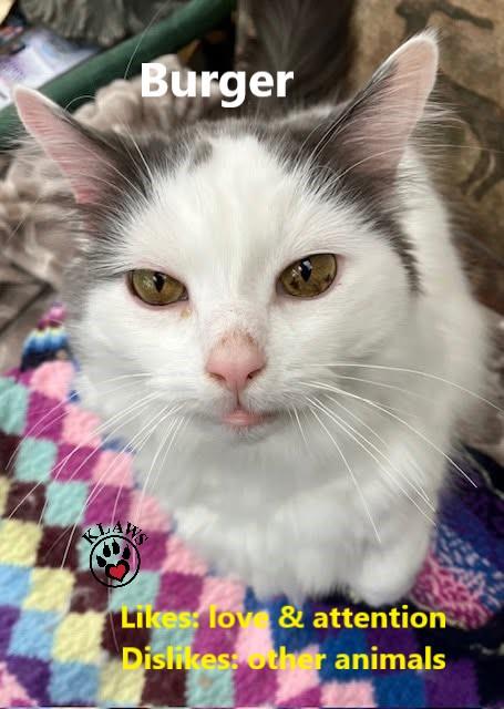 Burger, Adoptable, Adult Male Domestic Long Hair.