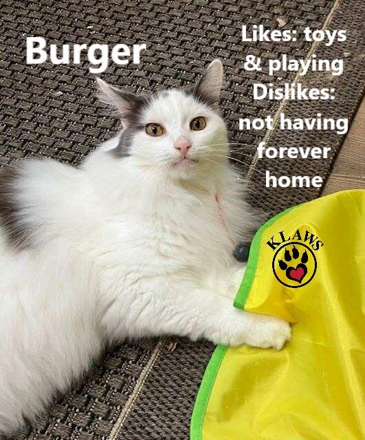 Burger, Adoptable, Adult Male Domestic Long Hair.