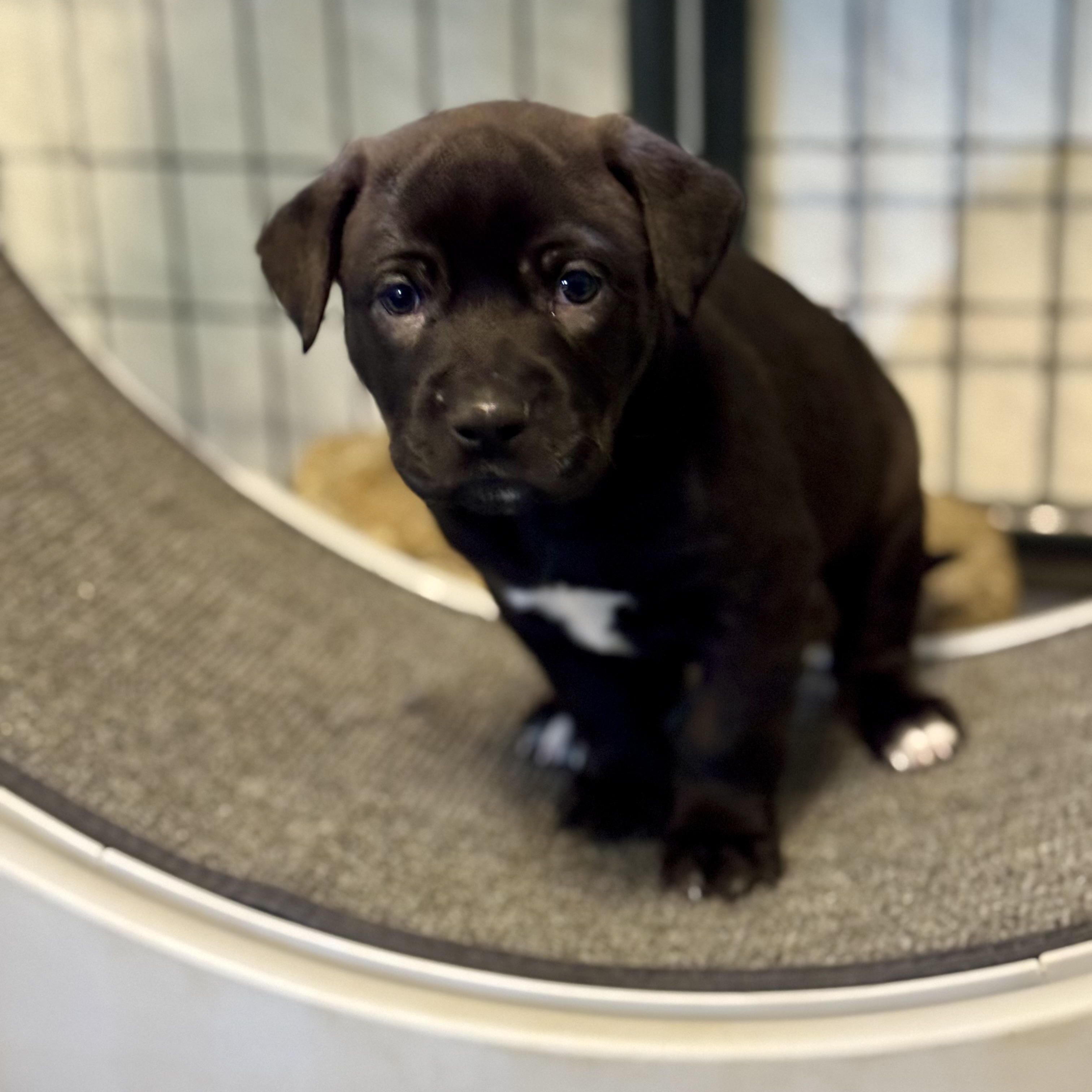 Enlarge Sweet William, an adopted mixed breed in Collingswood, NJ image 4/5