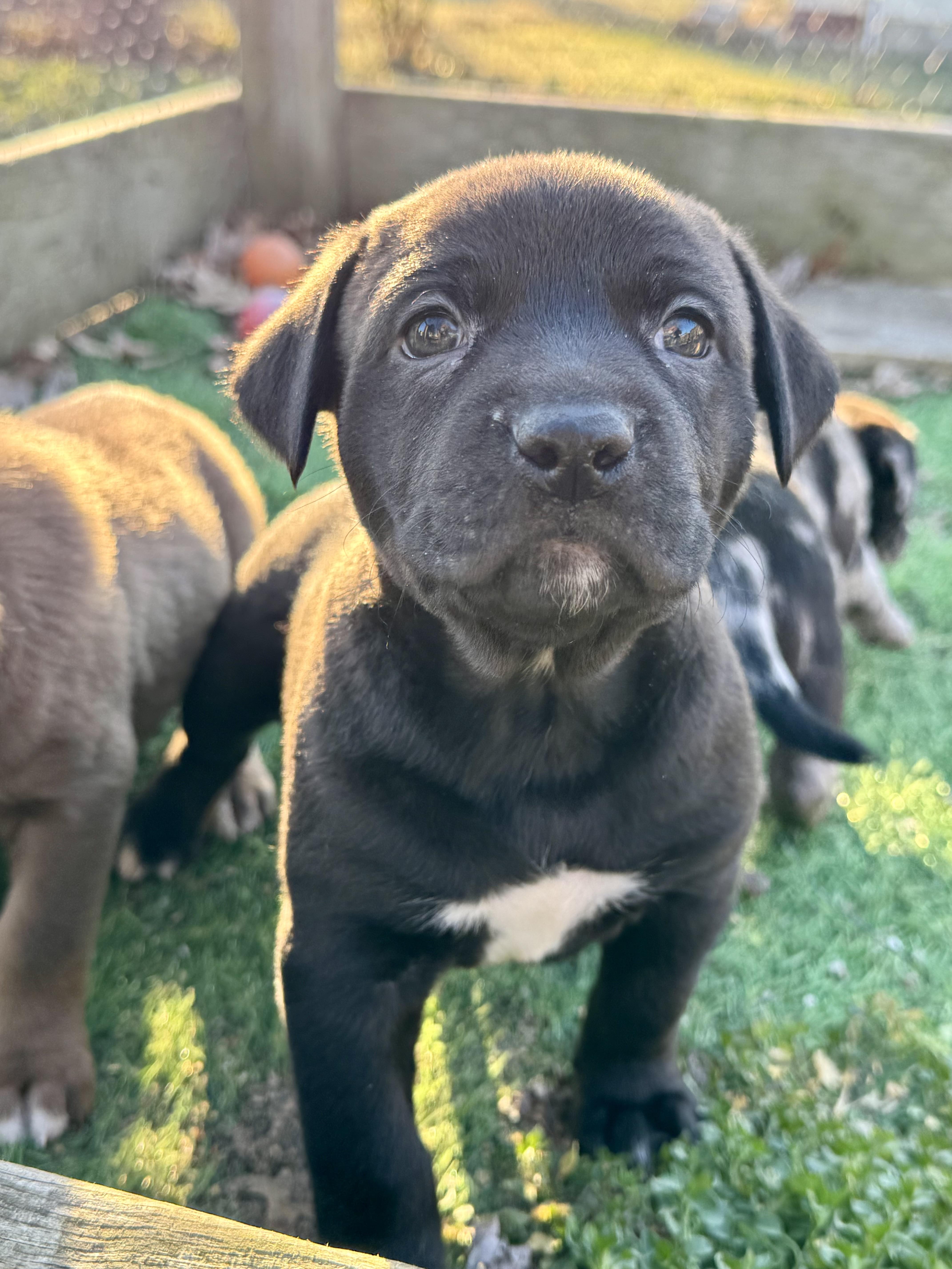 Enlarge Sweet William, an adopted mixed breed in Collingswood, NJ image 5/5