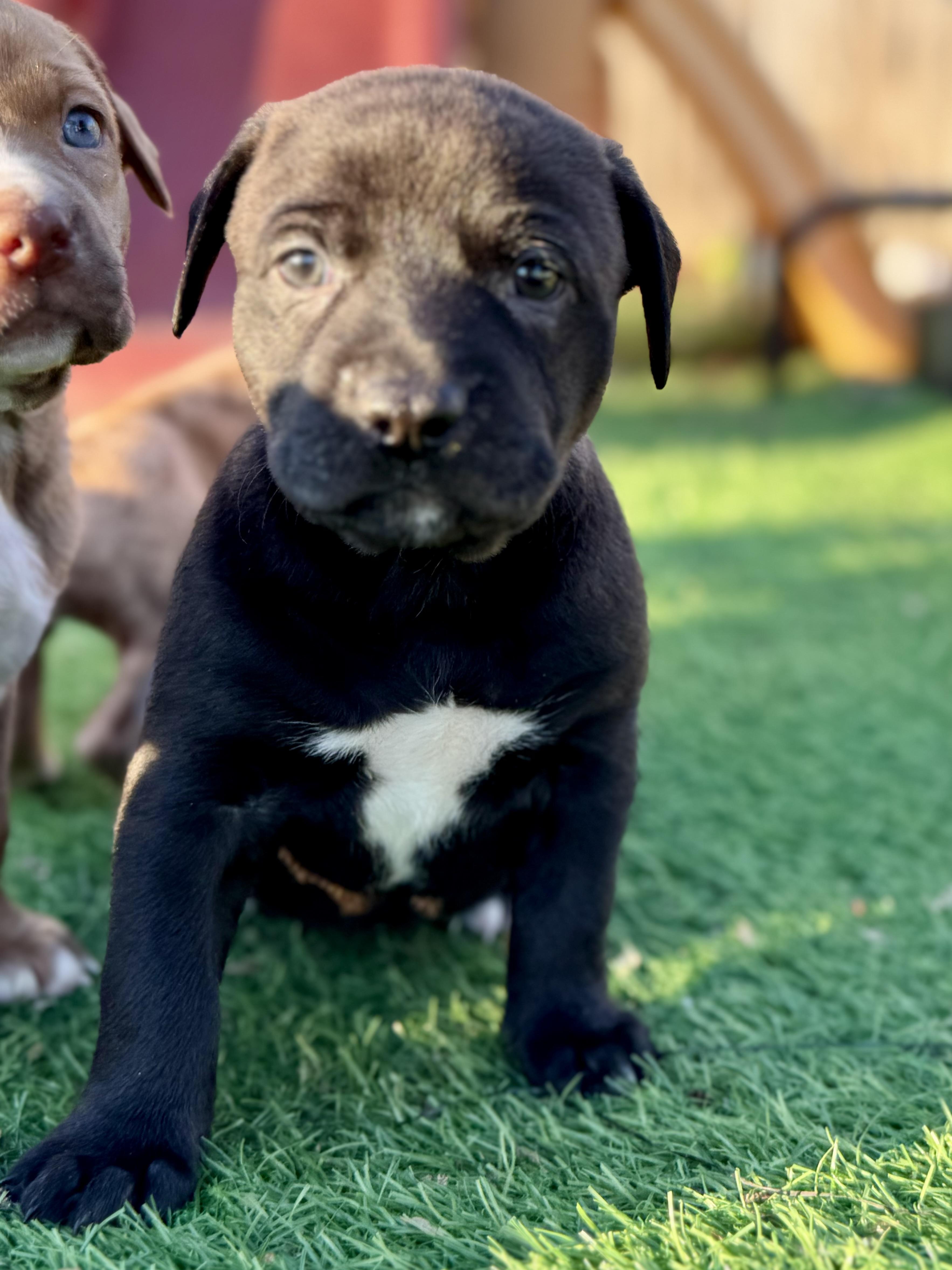 Enlarge Sweet William, an adopted mixed breed in Collingswood, NJ image 2/5