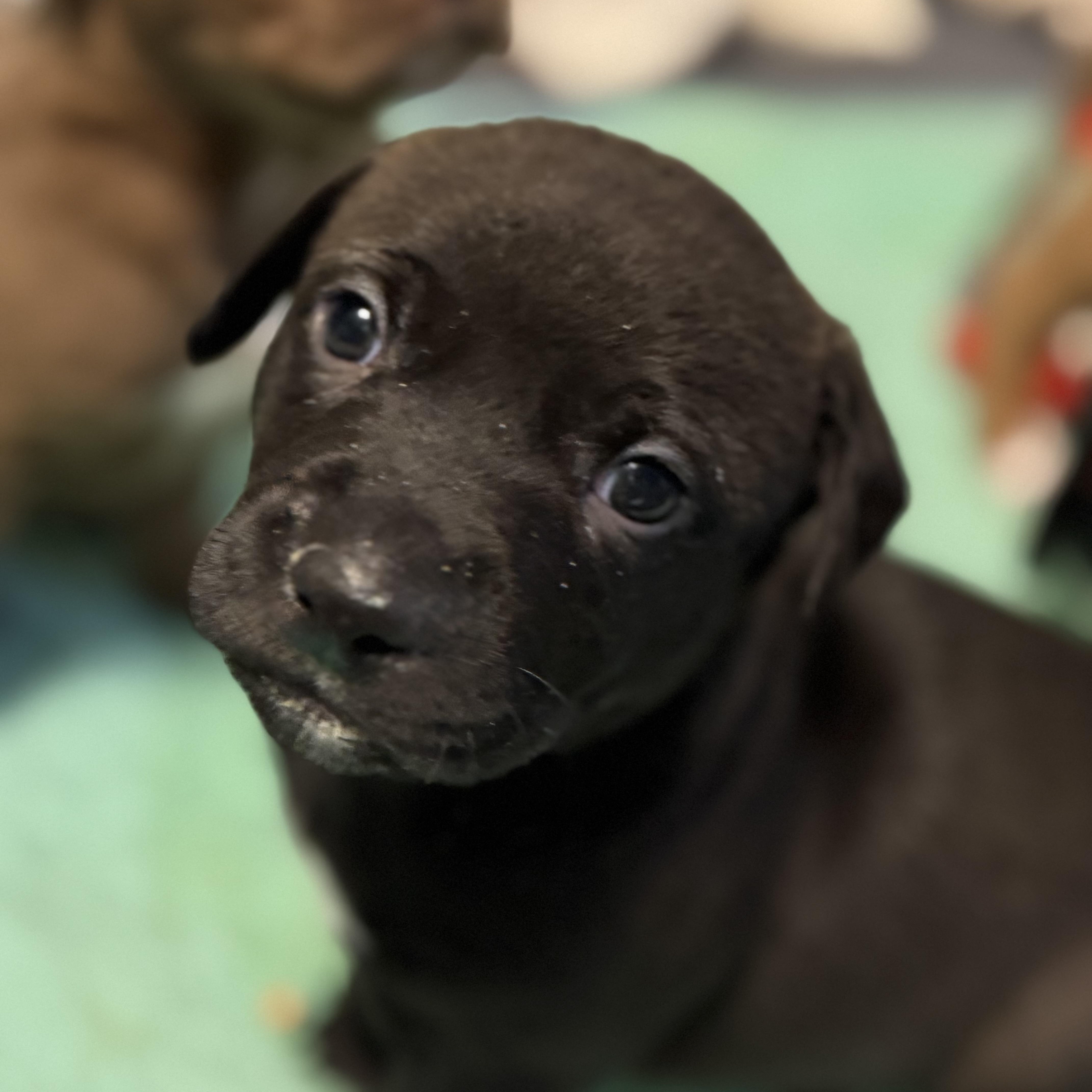 Enlarge Sweet William, an adopted mixed breed in Collingswood, NJ image 3/5