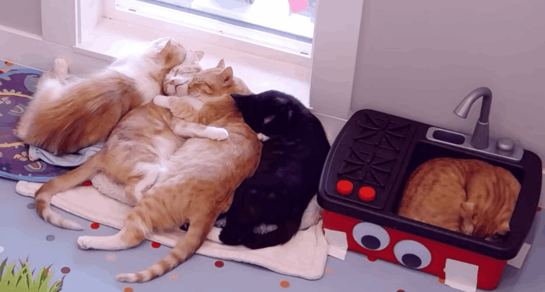 Tupelo, a Adopted Domestic Short Hair in Langley, BC image 1/9