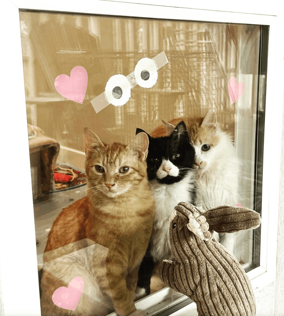 Tupelo, a Adopted Domestic Short Hair in Langley, BC image 2/9