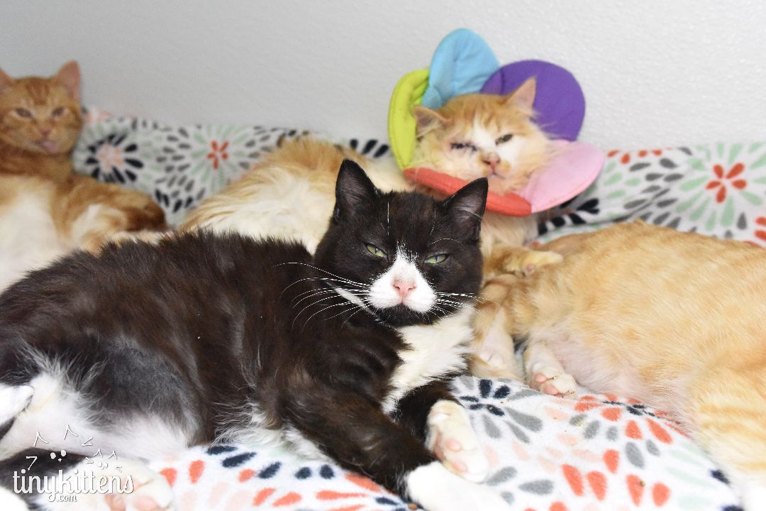 Tupelo, a Adopted Domestic Short Hair in Langley, BC image 3/9