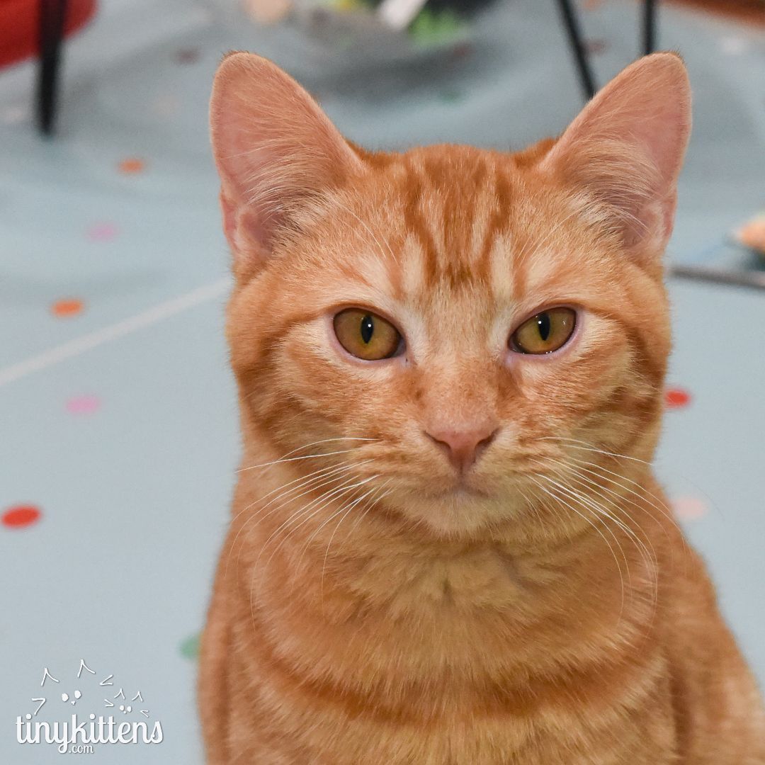 Tupelo, a Adopted Domestic Short Hair in Langley, BC image 4/9