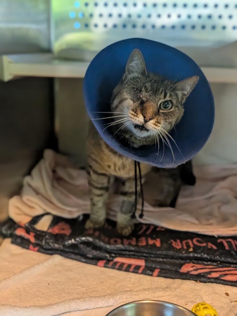 Winky, Adoptable, Adult Female Domestic Short Hair.