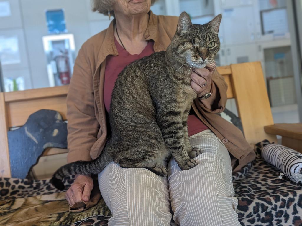Winky, Adoptable, Adult Female Domestic Short Hair.