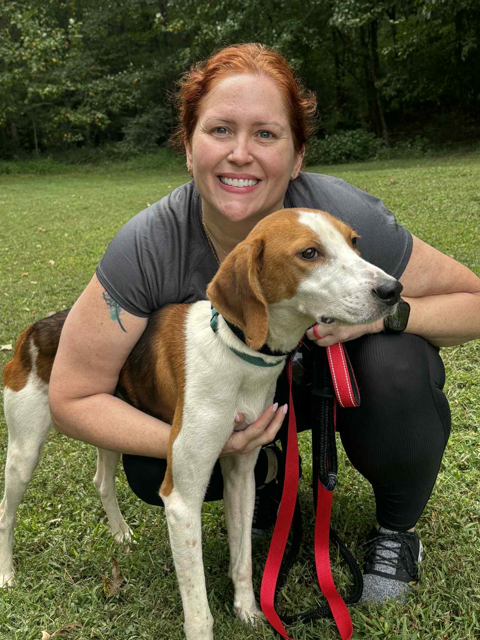 Enlarge Flighty, a Adoptable American Foxhound in Ashland, VA image 2/3