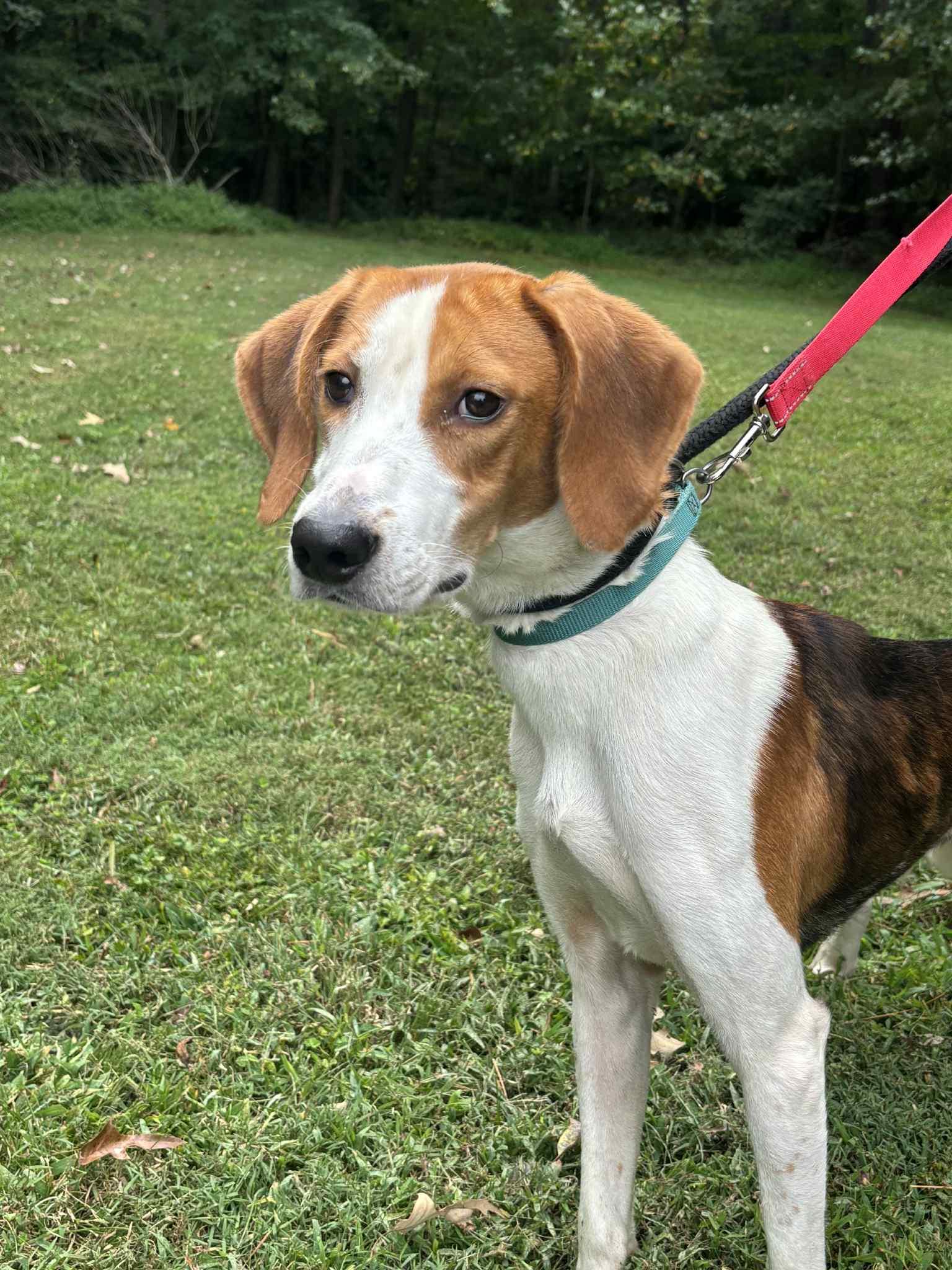 Flighty, Adoptable, Adult Male American Foxhound.