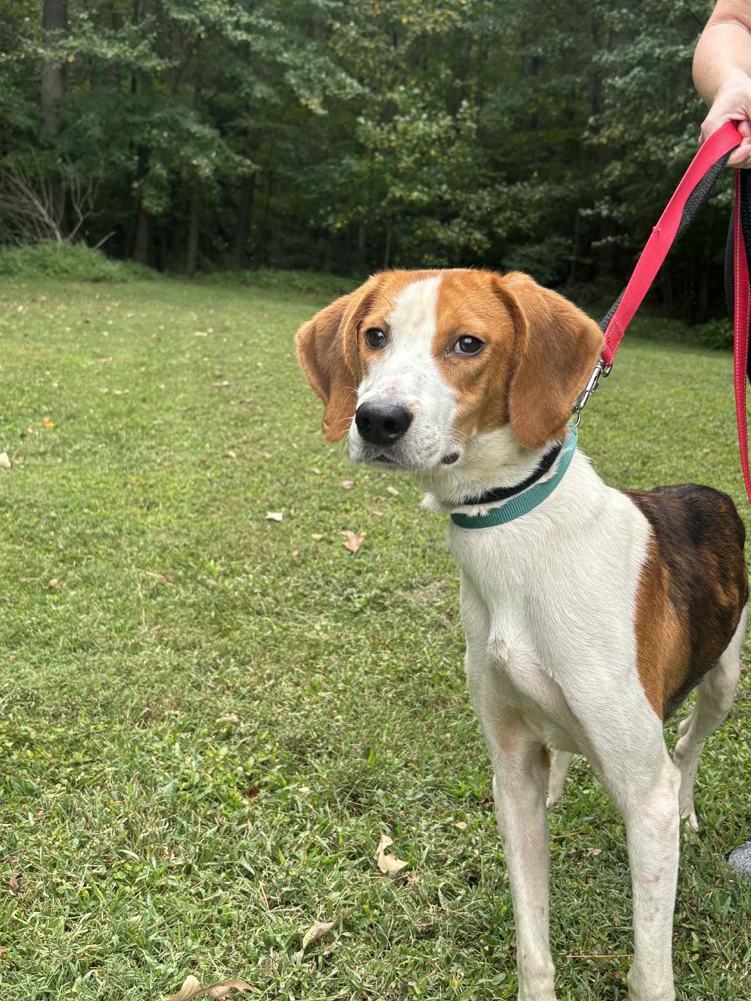 Enlarge Flighty, a Adoptable American Foxhound in Ashland, VA image 3/3