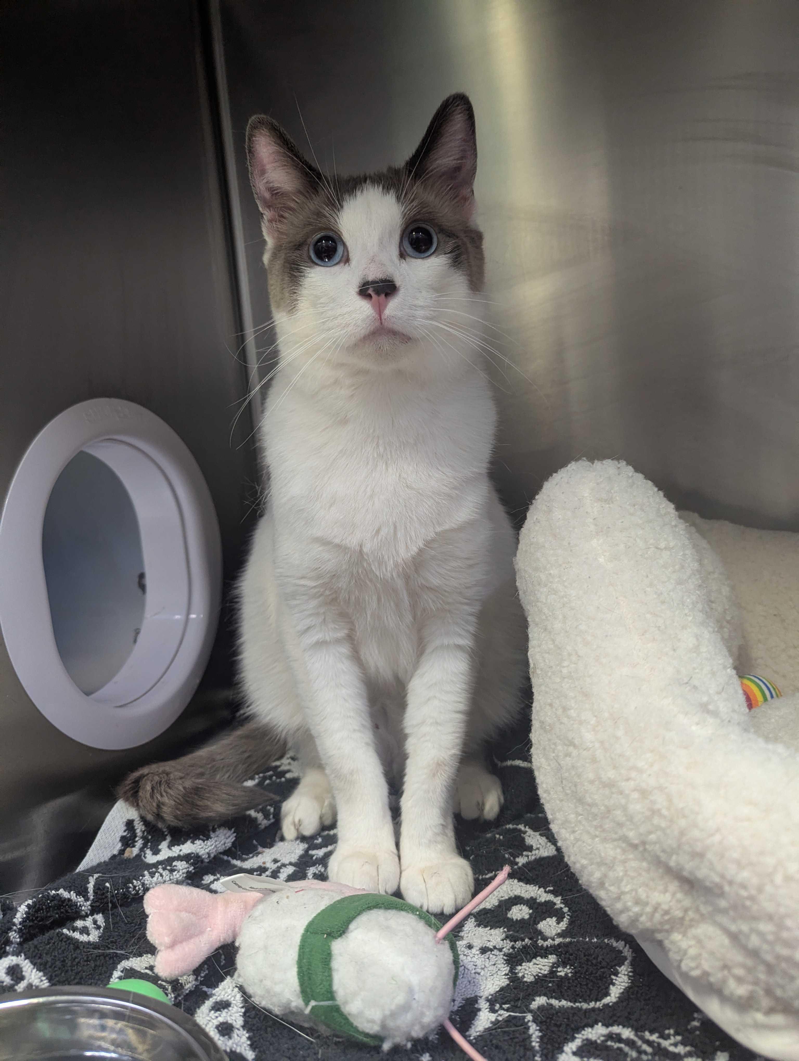 Enlarge Duck Duck and Swan, an adopted Domestic Short Hair in Waltham, MA image 1/6