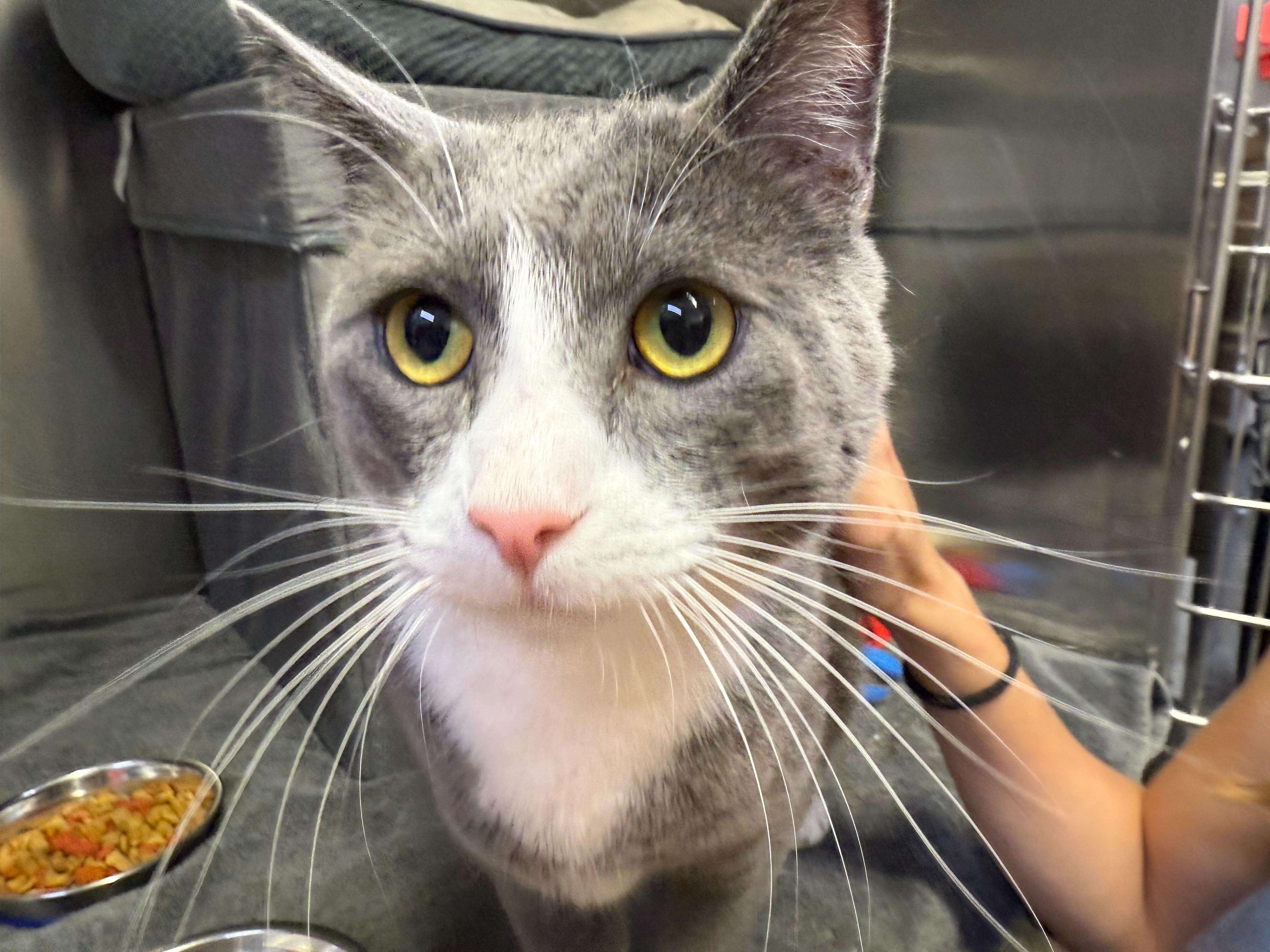 Enlarge Duck Duck and Swan, an adopted Domestic Short Hair in Waltham, MA image 2/6