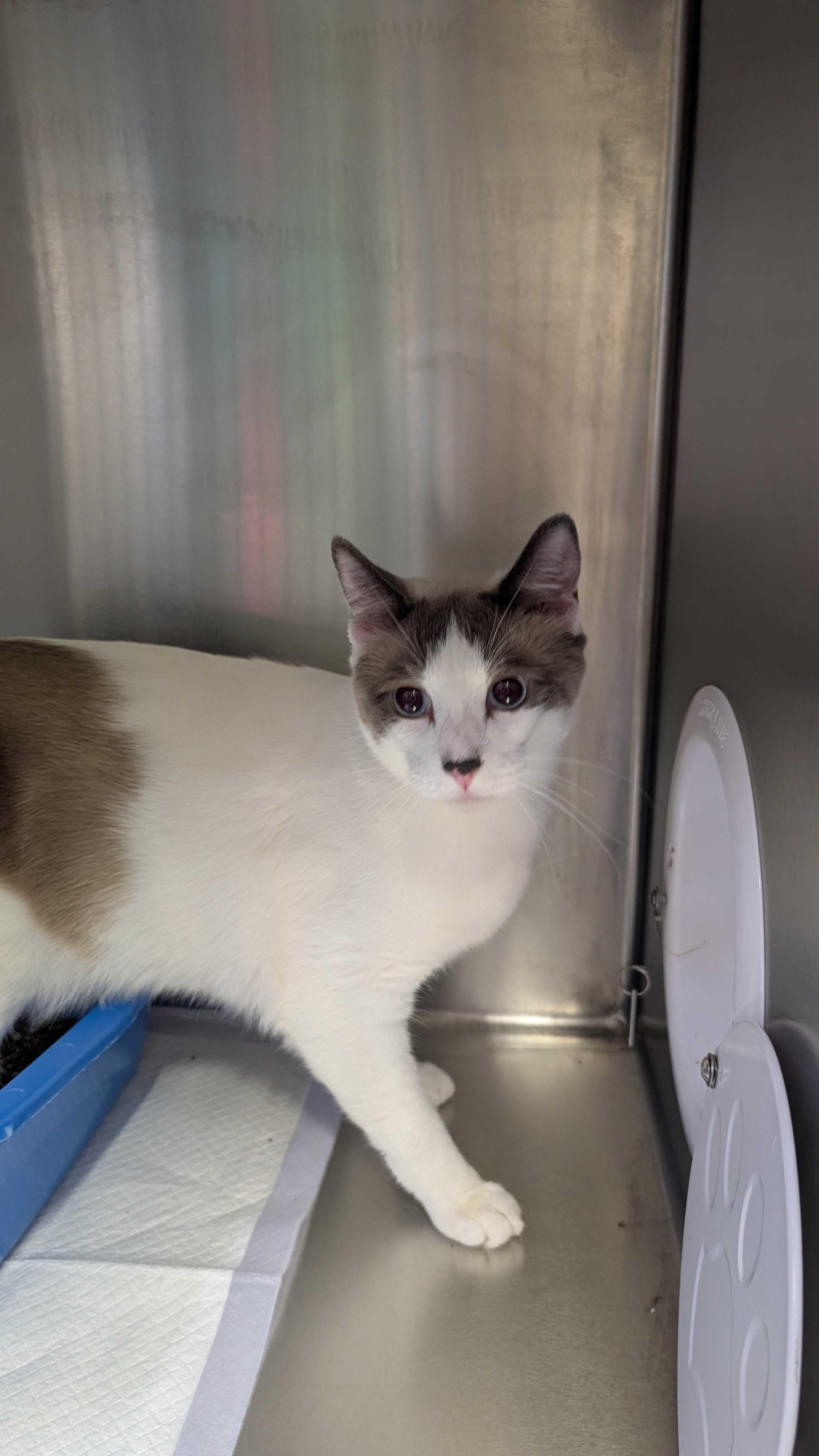 Enlarge Duck Duck and Swan, an adopted Domestic Short Hair in Waltham, MA image 5/6