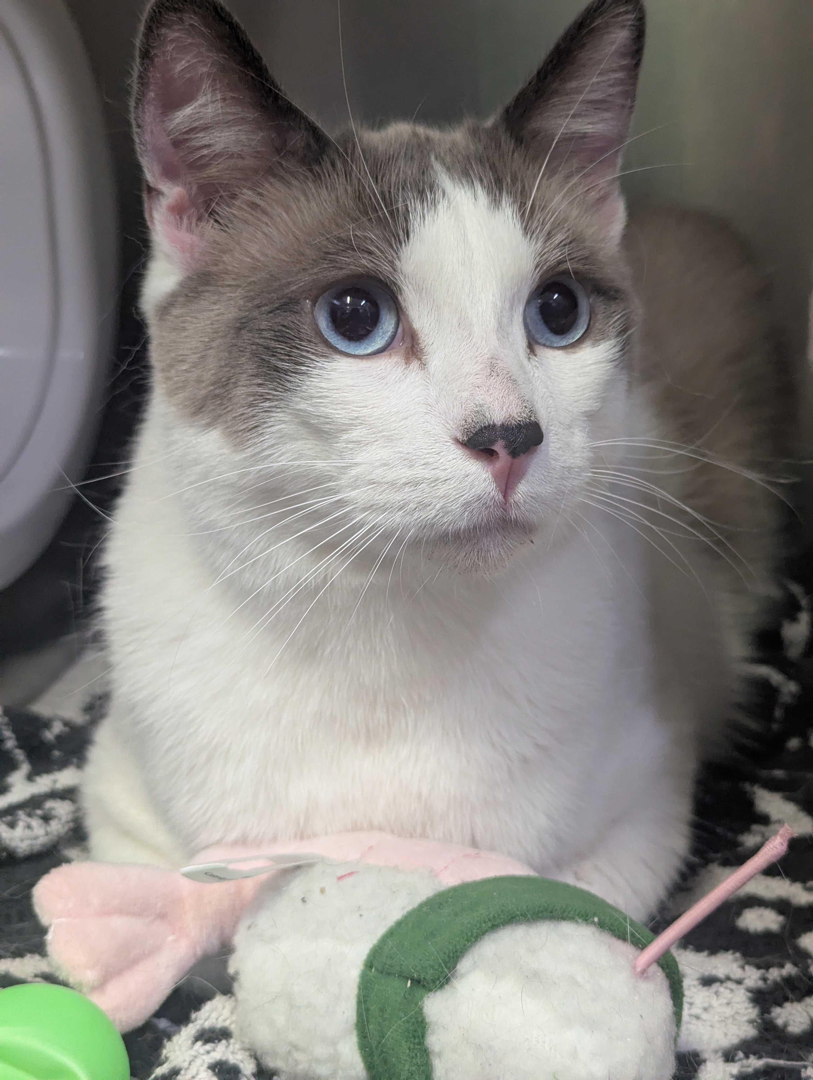 Enlarge Duck Duck and Swan, an adopted Domestic Short Hair in Waltham, MA image 3/6