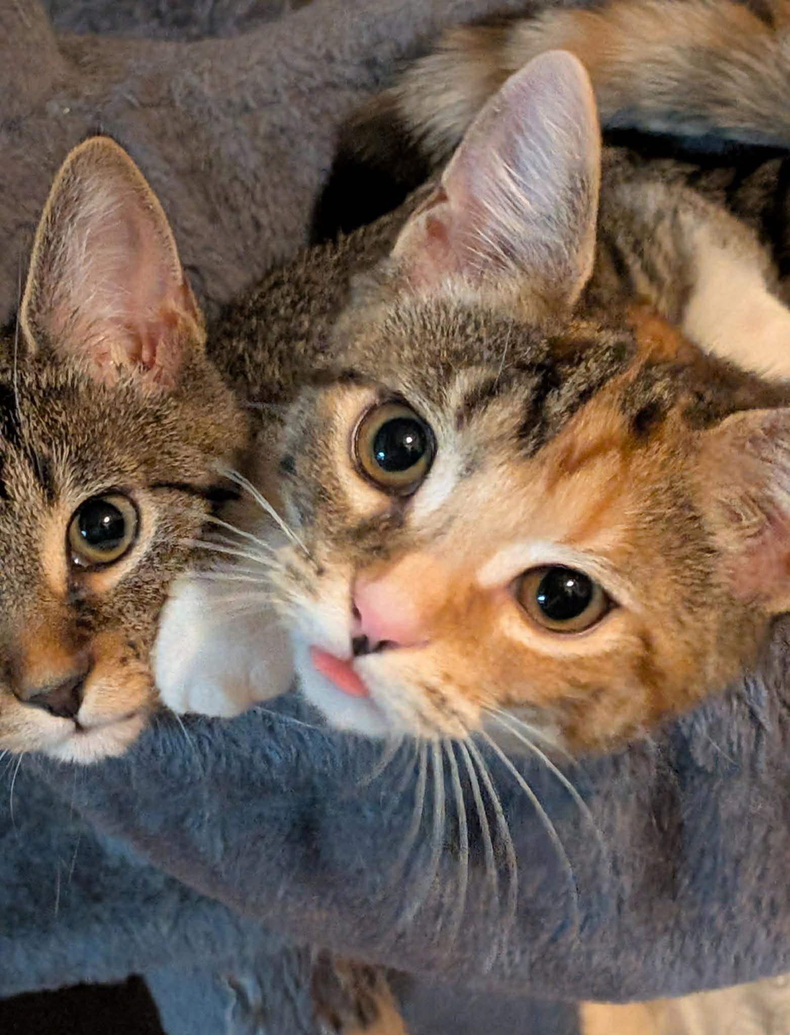 Hestia & Athena, a Adoptable Domestic Short Hair in Fredericton, NB image 2/6