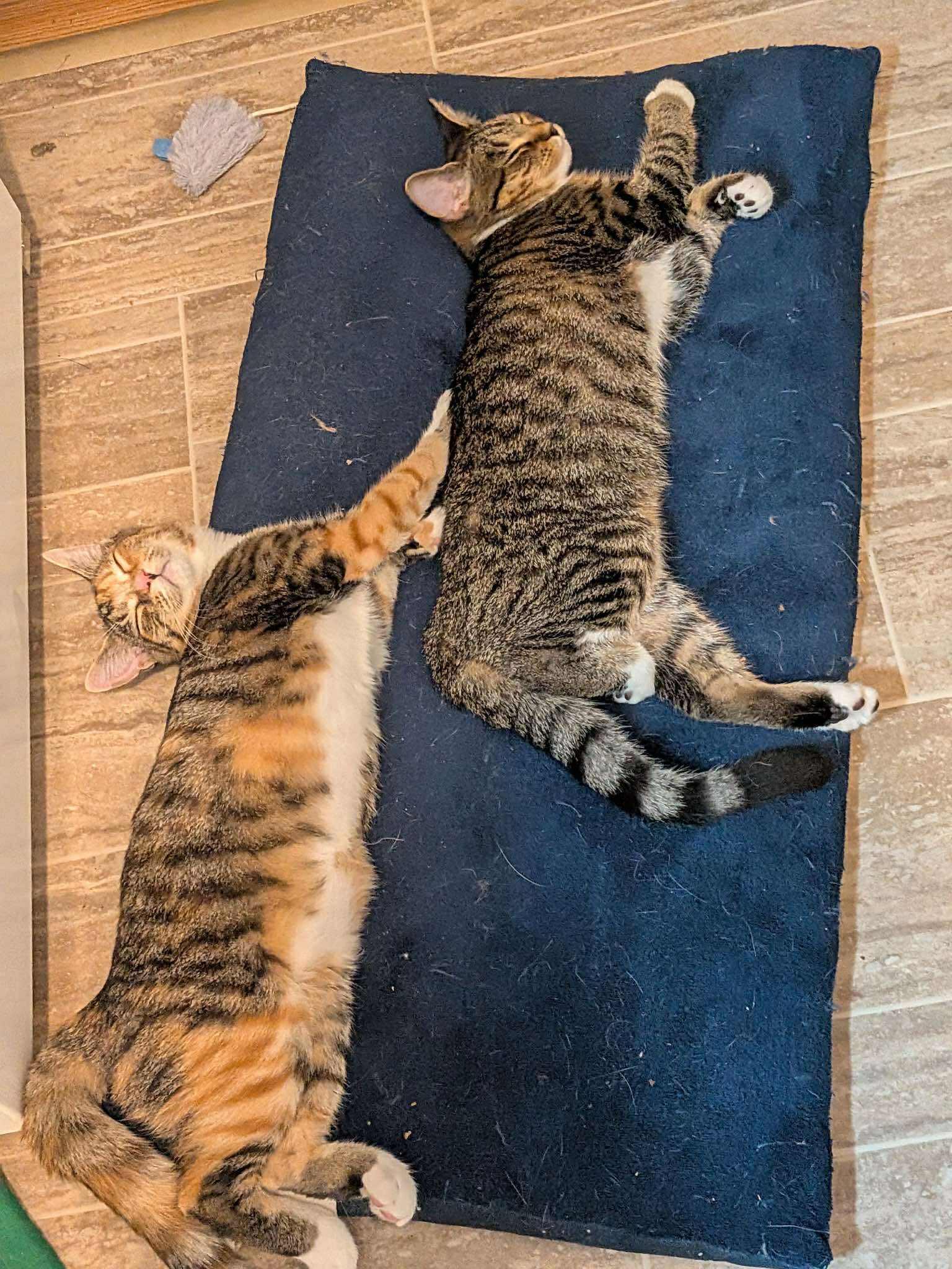 Hestia & Athena, Adoptable, Young Female Domestic Short Hair.